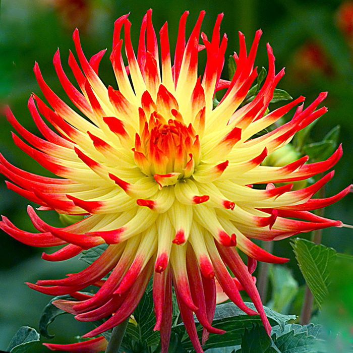 Клубень НВМ Георгина Джессика 1шт 