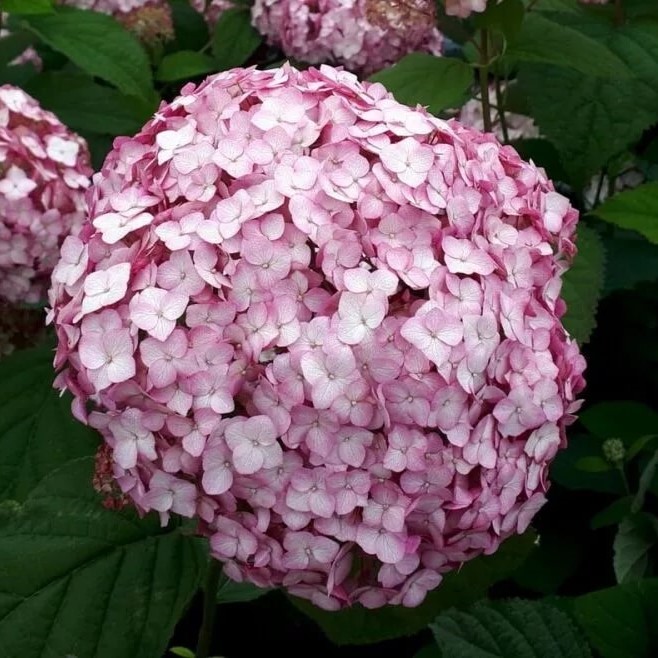 Гортензия древовидная Кендибелл Баблгам v5 Lav 