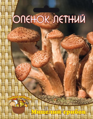 Мицелий грибов опенок летний 12 шт Поиск 