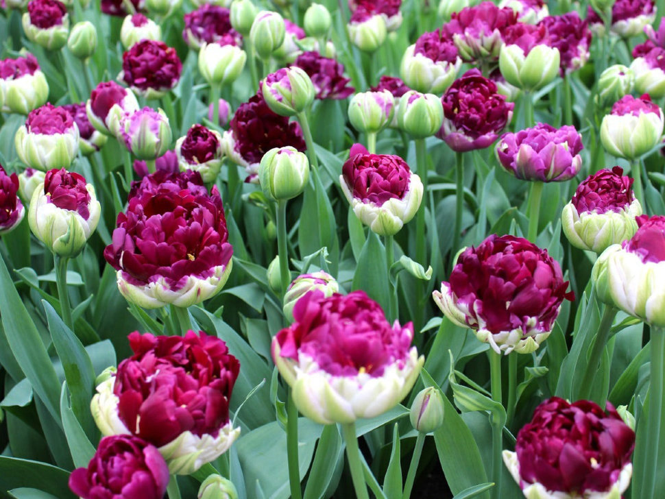 Луковица Тюльпан Блюберри Айс 12/14 5шт 