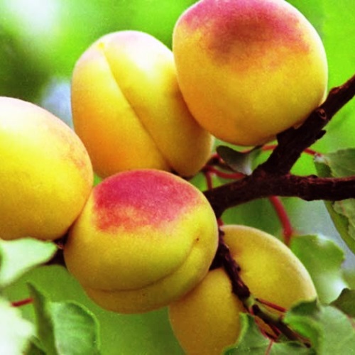 Абрикос Круглый 3-х летка Tim 