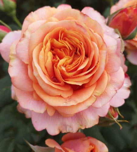 Роза Кордес парковая Ла Вилла Котта C3,5 ЦО 