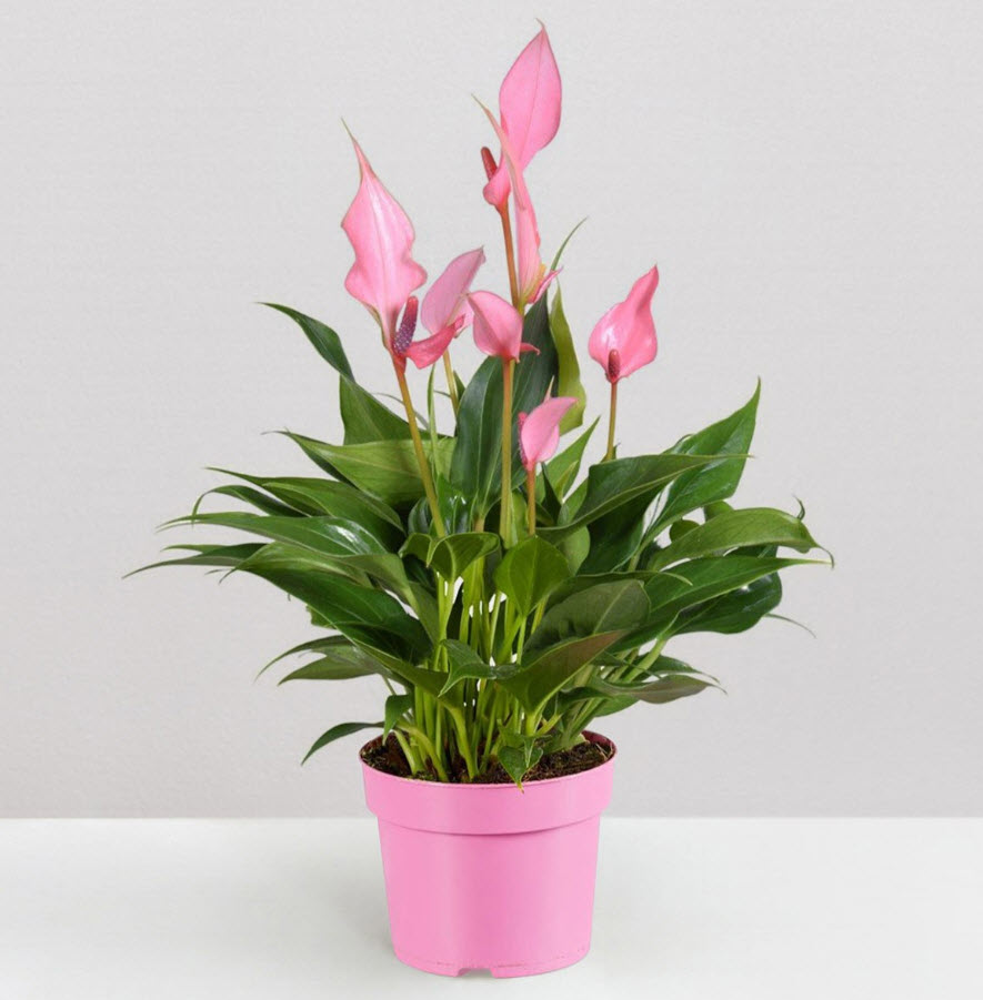 Антуриум Лили d17 h30 