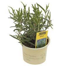 Розмарин d9 h10 ХР 