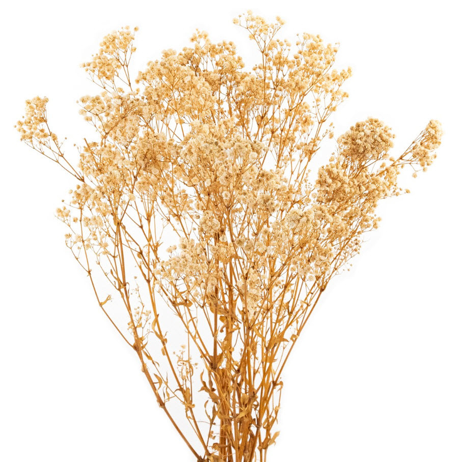 Сухоцветы Гипсофилы набор 120гр 75см, белый по цене 