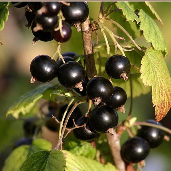 Смородина черная Загадка купить саженцы почтой из питомника "АГРОФОНД" - Товар на картинке можно купить.