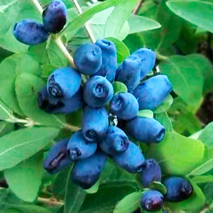 Жимолость Волхова v2-3 