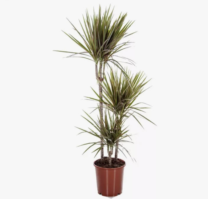 Драцена Маргината карнавал 3 ств d21 h120 