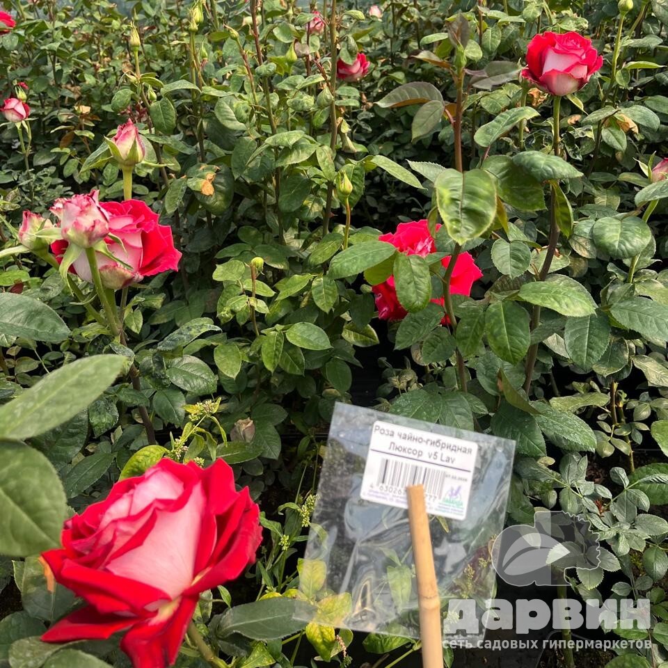 Роза чайно-гибридная Люксор  v5 Lav 