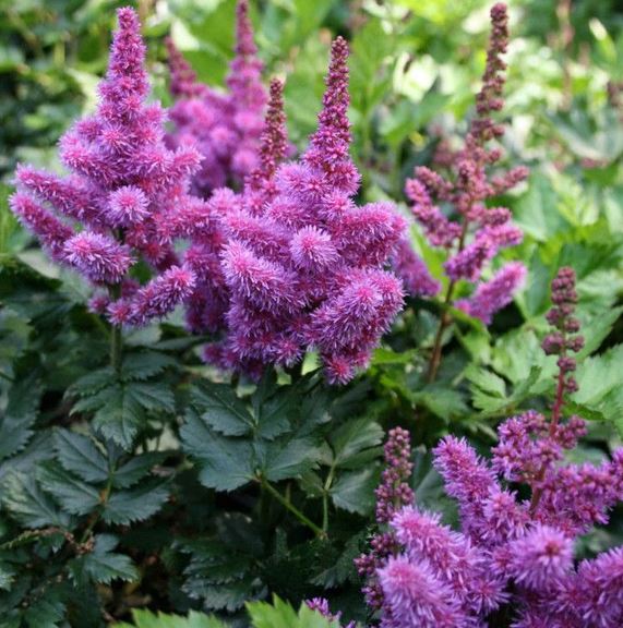 Астильба китайская Блэк Перлз, С1,5 ЦО 