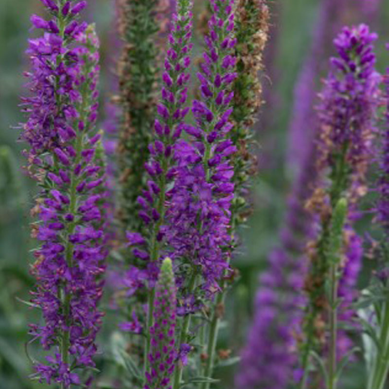 Вероника Маве Муди Блюз v2 Tim 