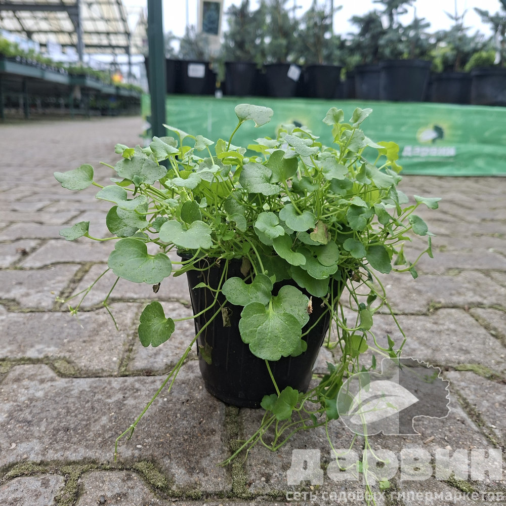 Цимбалярия v1,5 Push 