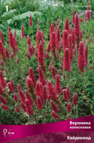 Вероника колосковая Хайдекинд I 1шт Поиск 