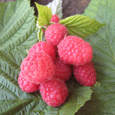 Малина ремонтантная Бабье лето красн v2 ЦО 