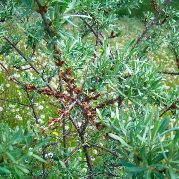 Облепиха мужская Полмикс v2 CL 