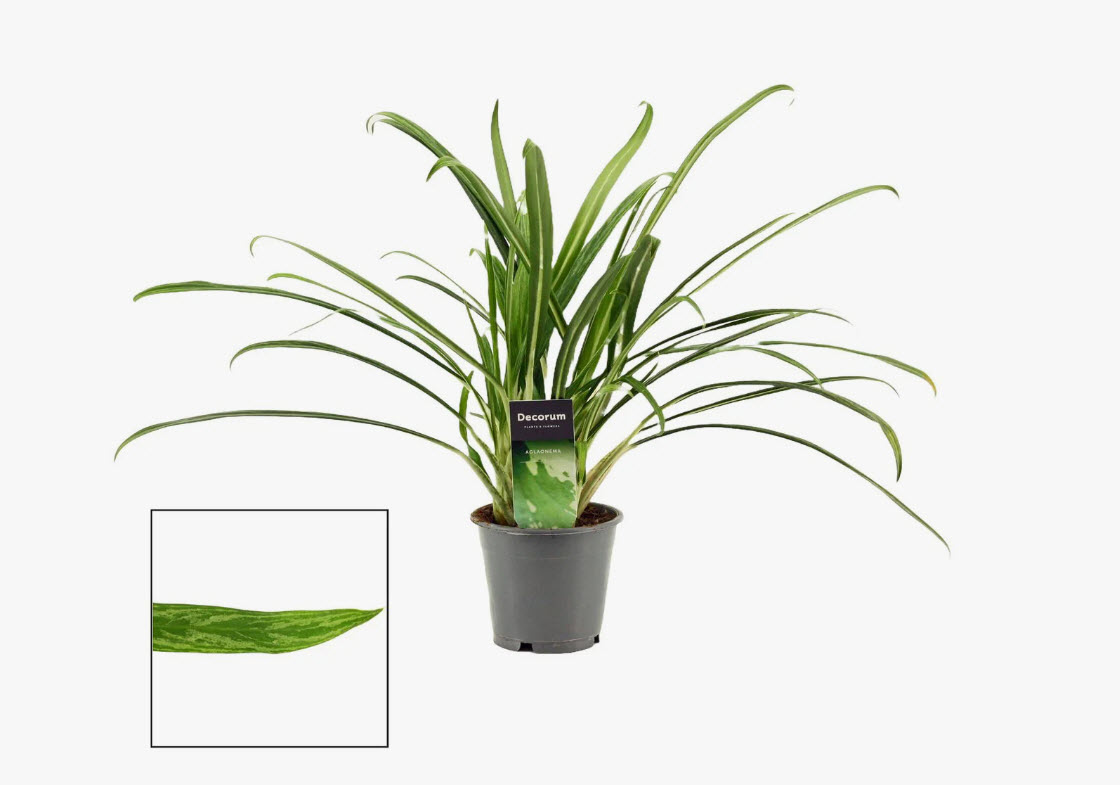 ОсновноеИзображение