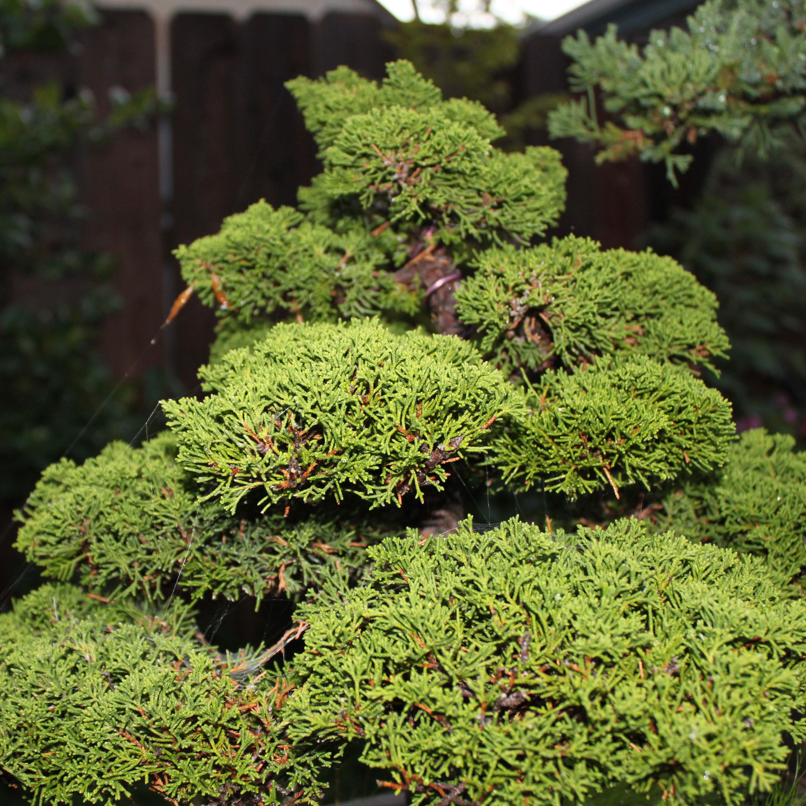 Можжевельник китайский Куривао Голд v25 100-125 БОНСАЙ 