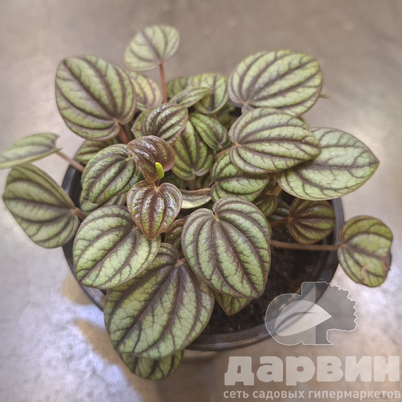 Пеперомия наполи Найт d11 Tim 