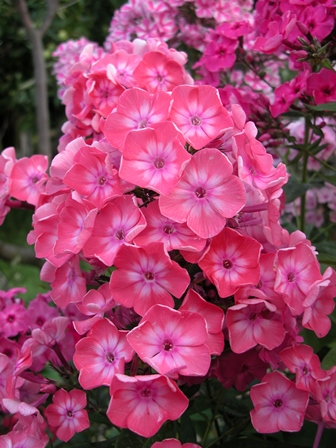 Флокс метельчатый "Российская селекция" Илларион I 1шт Поиск 