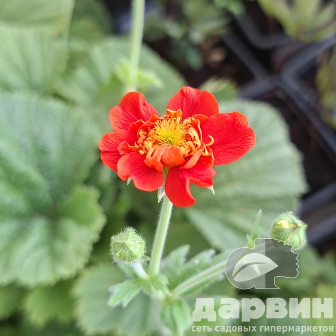 Гравилат Белл Банк v2 Tim 