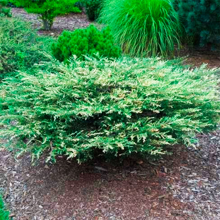 Растение можжевельник горизонтальный Торкьюис Спредер С10 