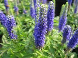 Вероника v1,5 Push 