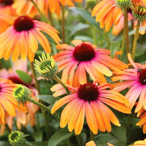 Эхинацея пурпурная Рейнбоу Марчелла (С2) ЦО 