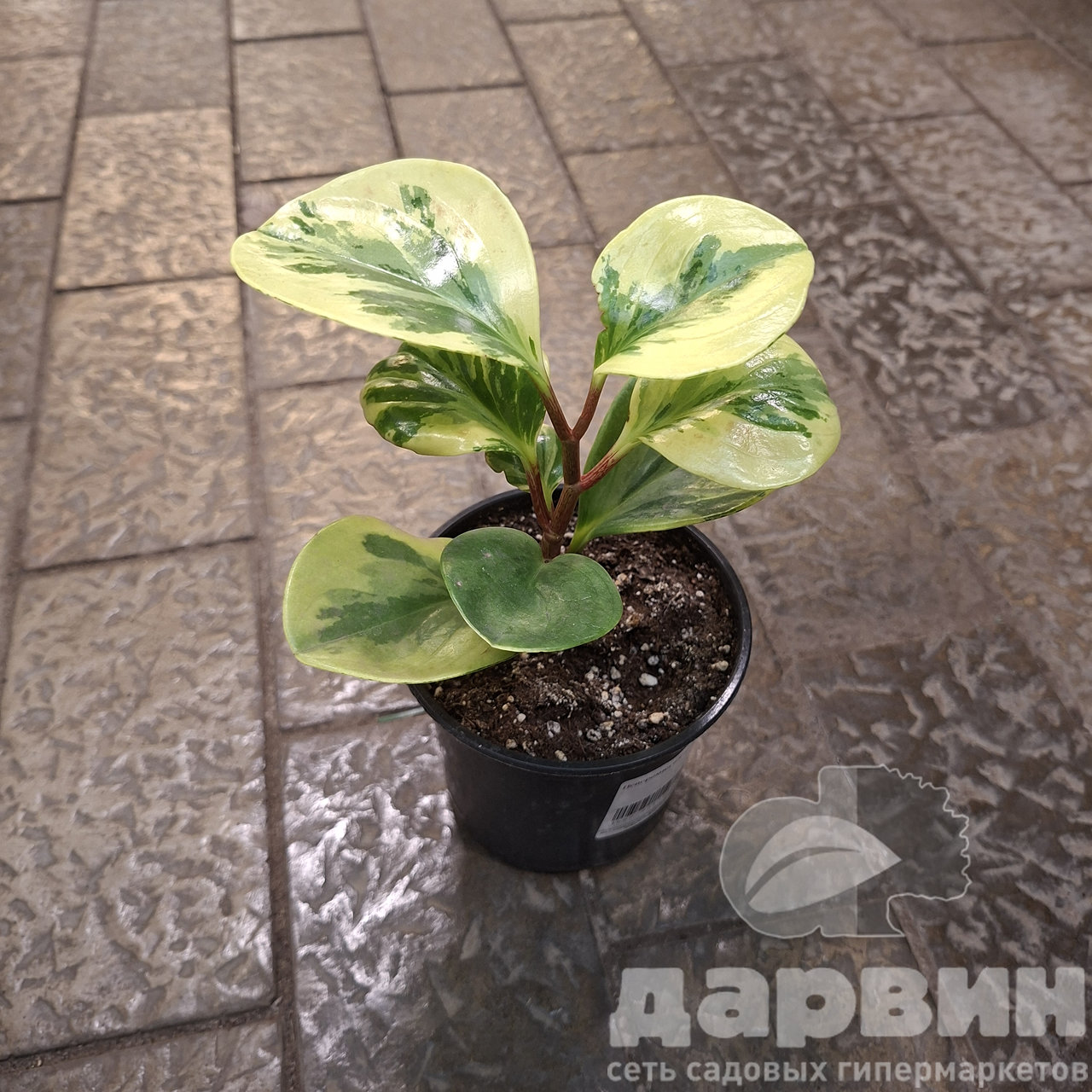Пеперомия вариегата д10 тим (2) WM