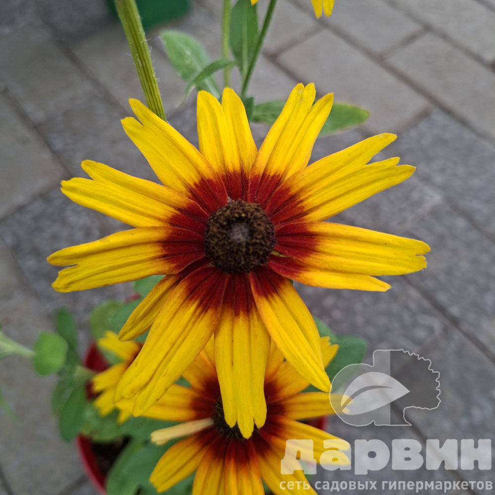 Рудбекия Смайлейз Биг Сан v2 Tim 