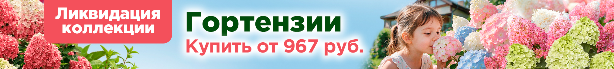 Гортензии: ликвидация коллекции