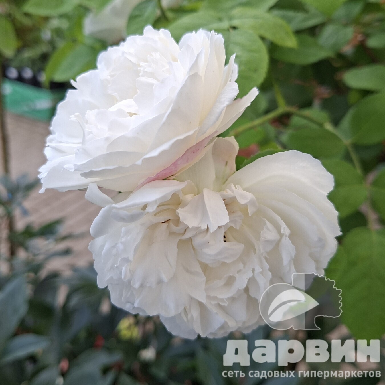 Роза на штамбе Винчестер Кафедрал C10, St 90 YP 