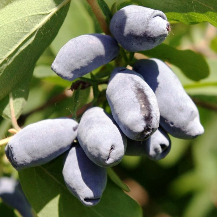 Жимолость съедобная Золушка v5 Tim 