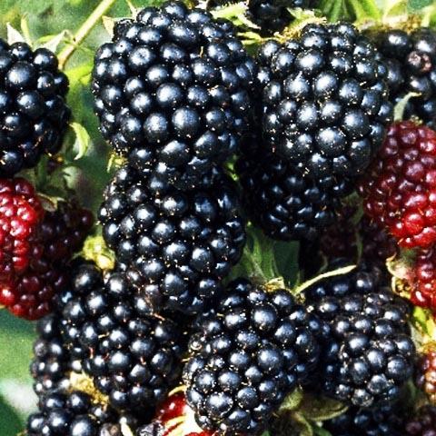 Ежевика Газда v2 Lav по цене  Ежевика Газда v2 Lav