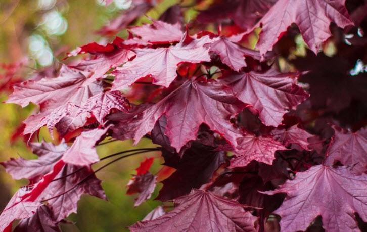 Клен Остролистный Роял Ред С10 Н120-140 