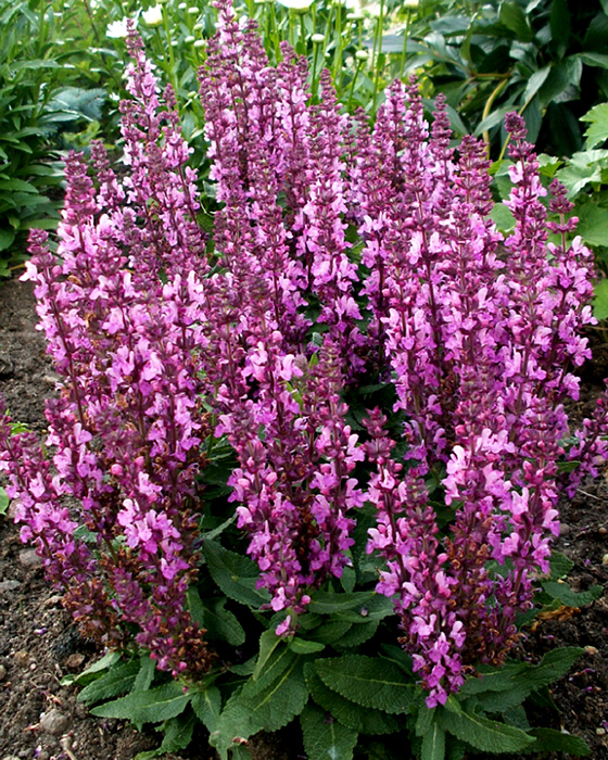 Шалфей дубравный Нью Дименшн Роуз v2 Tim 