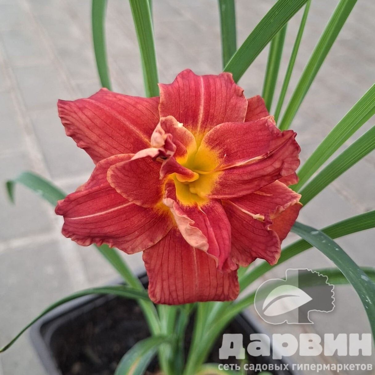 Лилейник Дабл Файеркракер v2 Tim 