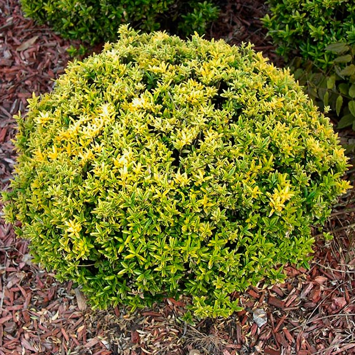 Бересклет японский "Францен" Р13, 15-20 