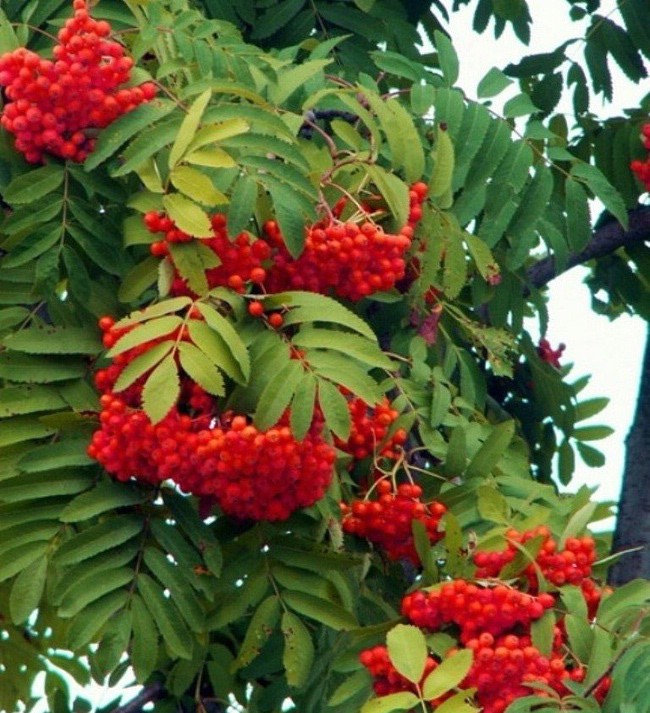 Рябина обыкновенная Невежинская v5-6 ХР 