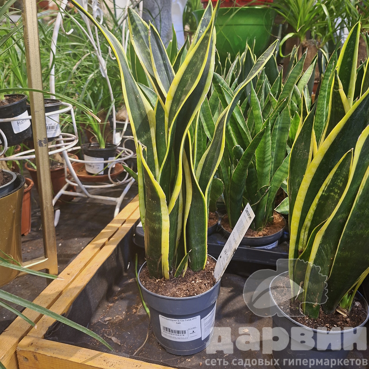 Сансевиерия Блэк Голд d12 h45 