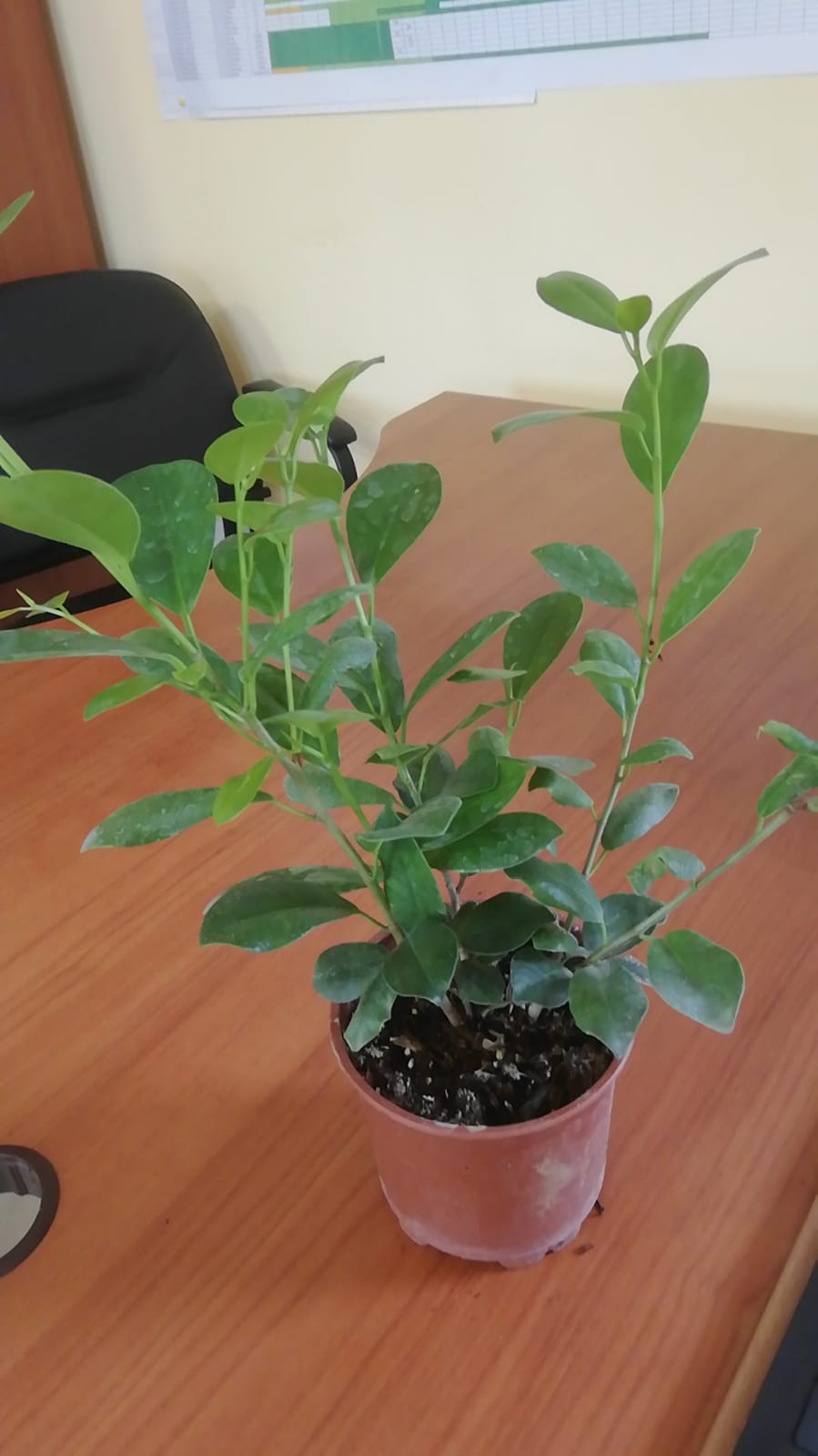 Основное изображение