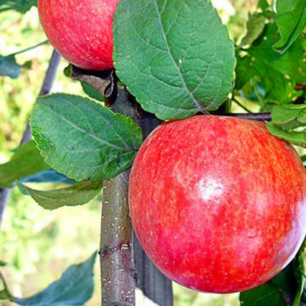 Яблоня карликовая V2 Ег 