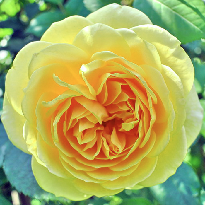 Роза грандифлора Рафаэлло v5 Tim 