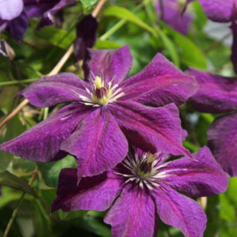 Клематис Грюнвальд р9 