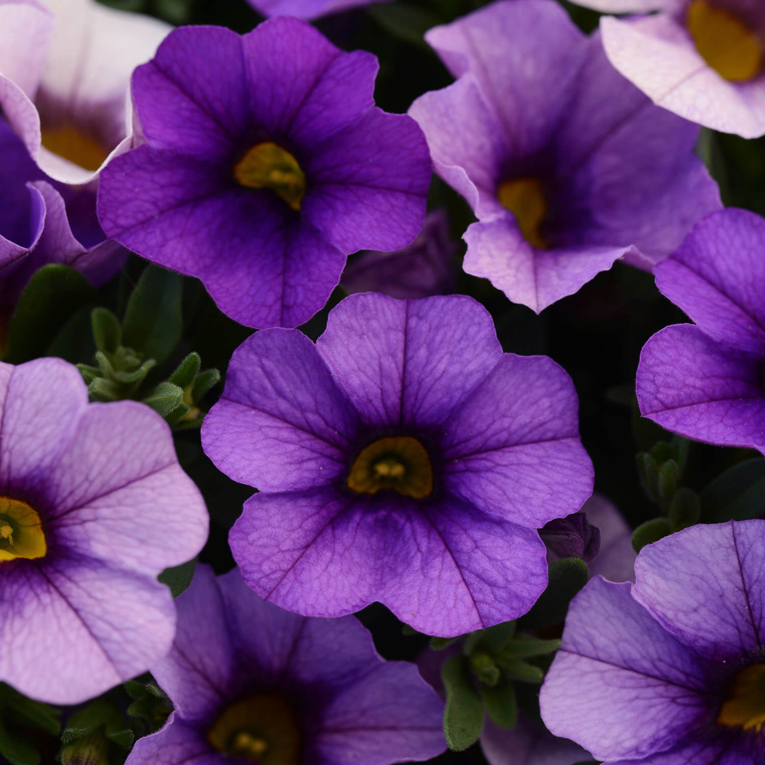 Калибрахоа ампельная Каблум Деним бело-фиолетовая D23 ПВ 