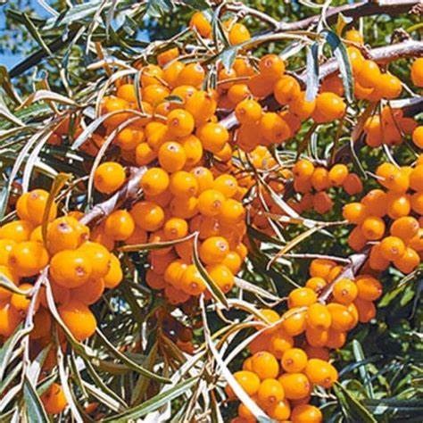 Облепиха Перчик v2 20-40 Tim 