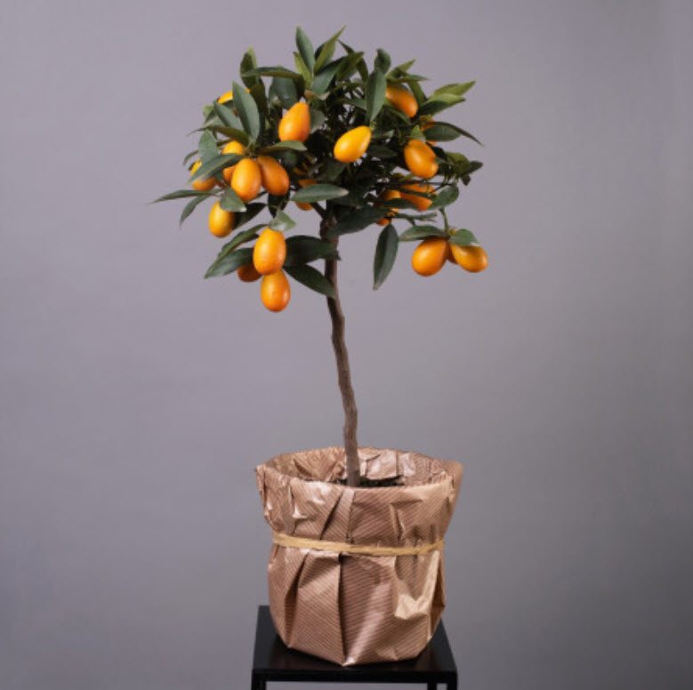 Цитрофортунелла Кумкват штамб d15 h50 