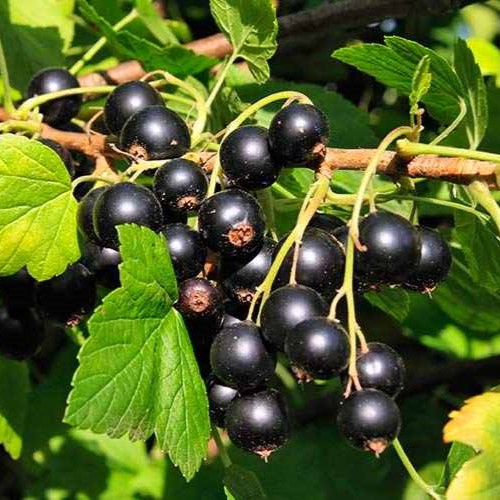 Смородина черная Дар Смольяниновой v2 Tim по цене  Смородина черная Дар Смольяниновой v2 Tim