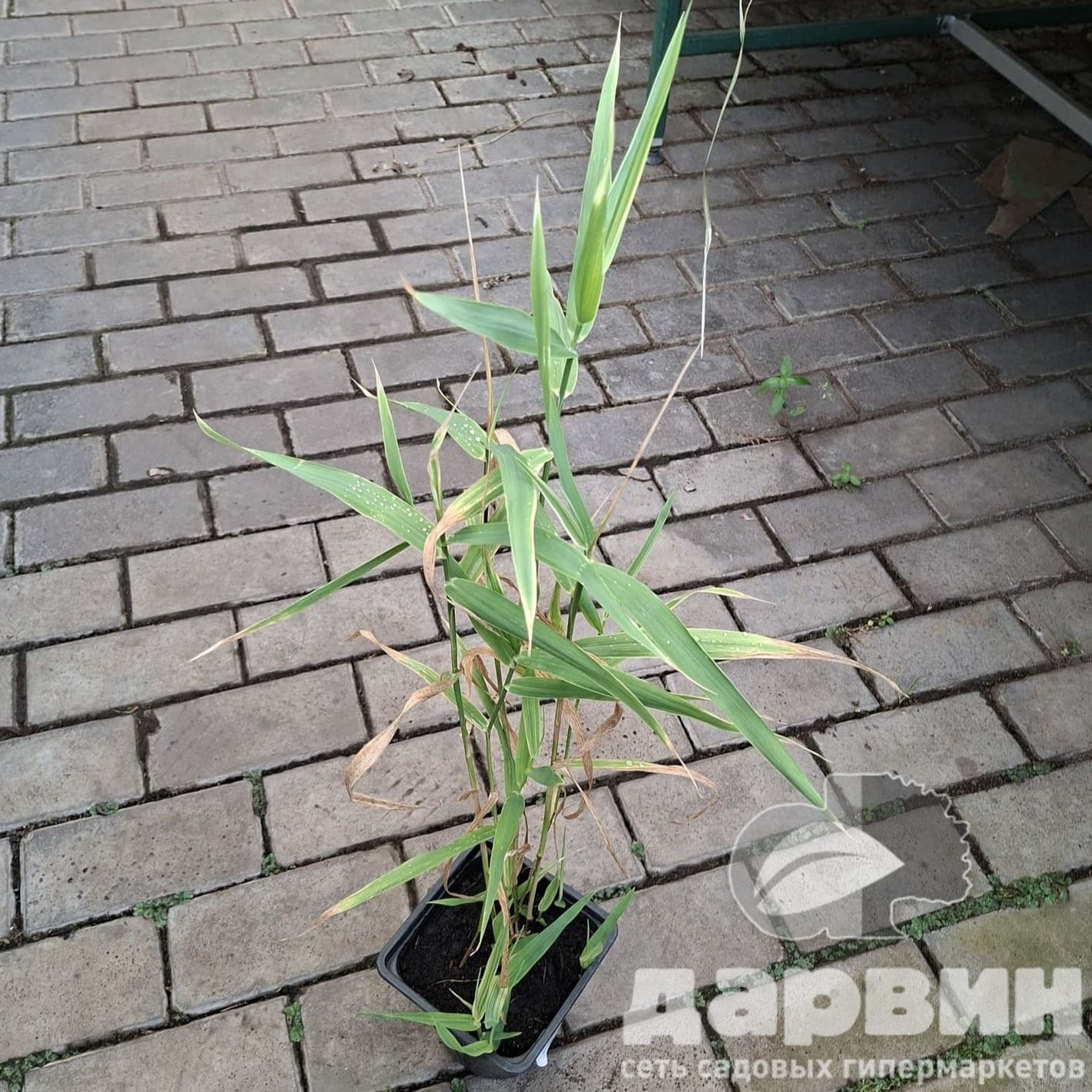 Фалярис v1,5 Push 