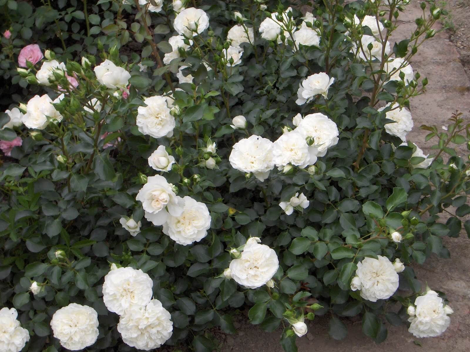 Роза почвопокровная в асс v5 Tim 