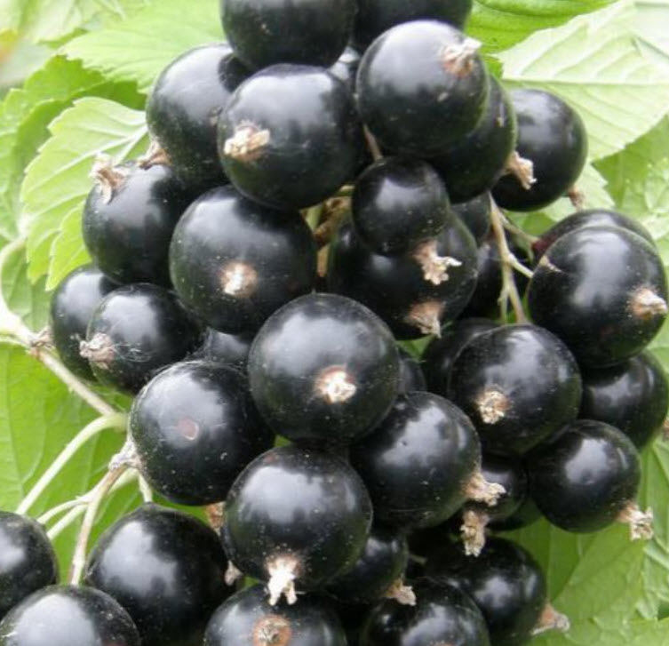 Смородина черная Маленький принц С5 FD 